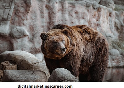 Market Bear Consignment And its Distinguishing Features