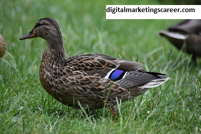 Drake Digital Marketing A Detailed Exam of Proficiency