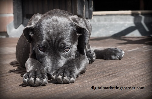 5 Dog-Inspired Digital Marketing Website Designs