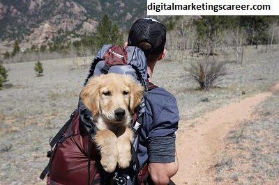 Marketing Roam Pets Digital Through Digital Marketing