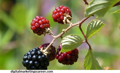 Blackberry Market Glen Ellyn