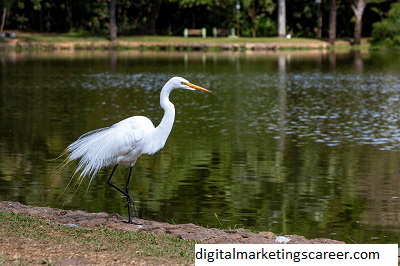 Marketing Digital Goiania